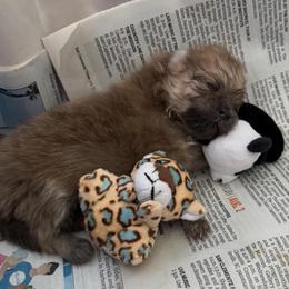 Pomeranian Puppies from Tinkerpoms