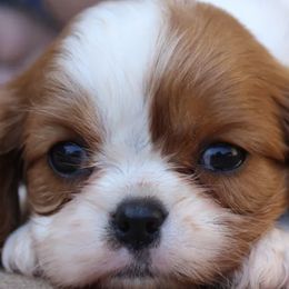 Cavalier King Charles Spaniels from Kolaci Cavaliers