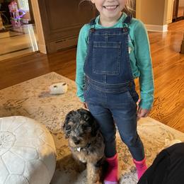 Aussiedoodle Puppies from Signature Doodles