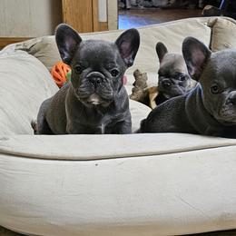 French Bulldog Puppies from Donna Johnson