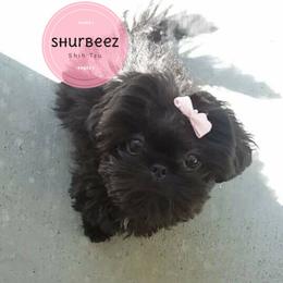 Shih Tzu Puppies from Shurbeez Shih Tzu