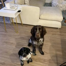 English Springer Spaniel Puppies from Saratoga Springers NY