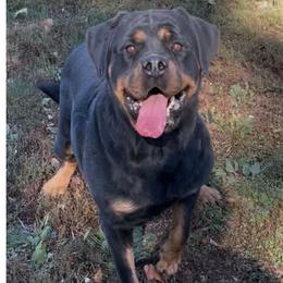 Nala - Rottweiler