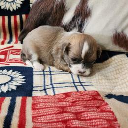 Australian Shepherd, Miniature Australian Shepherd, Shichon, and Yorkshire Terrier Puppies from Robertson's Dream Ranch Aussies & Teddy's