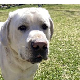 Eddy - Labrador Retriever