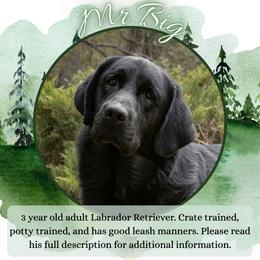 Mr.Big aka Biggy - Adult Labrador - Black male Labrador Retriever puppy in Fair Oaks, California from Twisted Ranch Retrievers