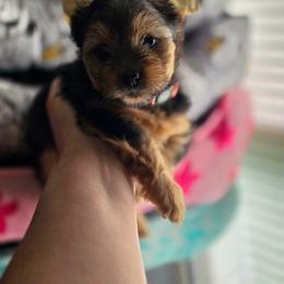Red Collar Female - Black and tan female Yorkshire Terrier puppy in Montgomery County, Alabama from Alabama Yorkies of the South (Sierra’s Yorkshire Terrier Babies)