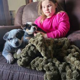 Australian Cattle Dog Puppies from TLC Cattle dogs