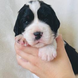 Winter - Black white and tan male English Springer Spaniel puppy in Casa Grande, Arizona from The Spaniel Garden
