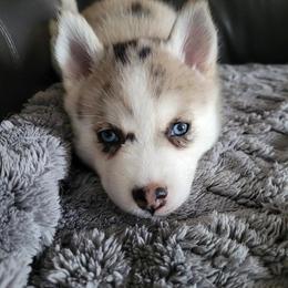 Loki - Merle male Pomsky puppy in Edgewood, Kentucky from Carla's Pomskies
