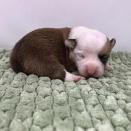 Piglet - Red female Pembroke Welsh Corgi puppy in Waco, Texas from The Comma Corgis