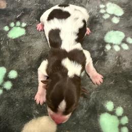 Chocolate and White Girl - Chocolate, tan and white female Yorkshire Terrier puppy in North Las Vegas, Nevada from KD's Yorkshire Terriers
