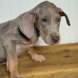 Fiona - Silver female Great Dane puppy in Hutchinson, Kansas from Dappled Danes