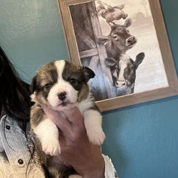 Boy 1 - Black and tan male Pembroke Welsh Corgi puppy in Chino Valley, Arizona from Blecker Kennel