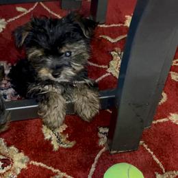 Jack Daniels - Parti male Yorkshire Terrier puppy in Atlanta, Georgia from Cocktail Puppies