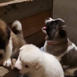 Akita Puppies from Jacqueline Newton's Akitas