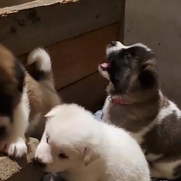 Akita Puppies from Jacqueline Newton's Akitas
