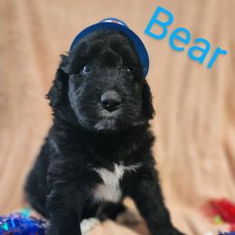 Aussiedoodle Puppies from Stone Shoe Ranch Aussiedoodles