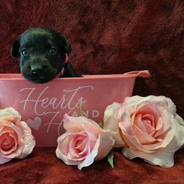 Murk - Black female Labrador Retriever puppy in Bemidji, Minnesota from Northern Star Elite Quality Labrador Retrievers