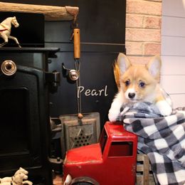 Pearl - Sable female Pembroke Welsh Corgi puppy in Purcellville, Virginia from Rhone River Farm Pembroke Welsh Corgis