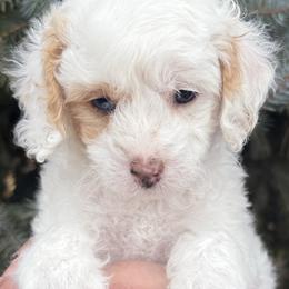 Snow - Tri-color female Cavapoo puppy in Mona, Utah from Hearts Full of Puppies