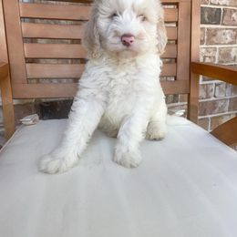 Bernedoodle Puppies from Boutique Bernedoodles & Co.