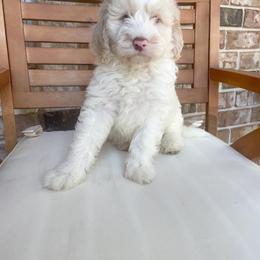 Bernedoodle Puppies from Boutique Bernedoodles & Co.