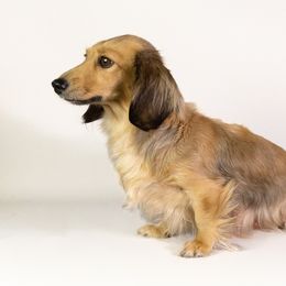 Sadie - Dachshund
