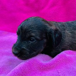 Brenn - Brindle female Dachshund puppy in Randleman, North Carolina from Deep River Aussies and Dachshunds