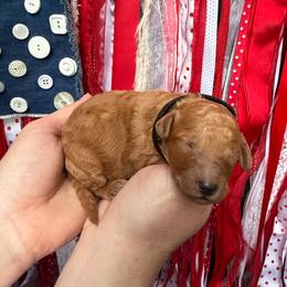 Girl 1 - Red  female Poodle puppy in Fairfield, North Carolina from Leaning T Ranch