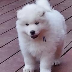 Samoyed Puppies from Bruin Samoyeds