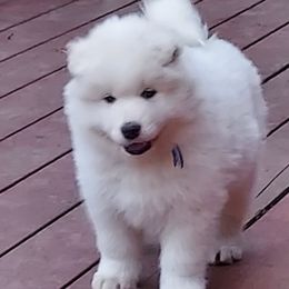 Samoyed Puppies from Bruin Samoyeds
