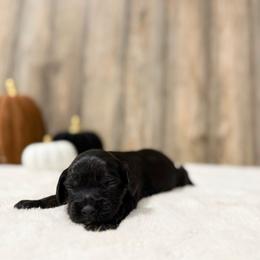 Jet - Black and tan female Cavapoo puppy in Wamego, Kansas from Doodles of Oz