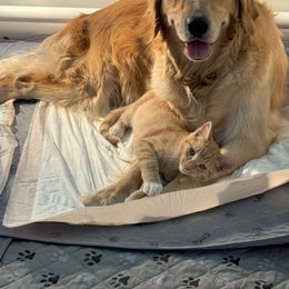 Golden Retriever Puppies from PSI LOVE YOU Goldens