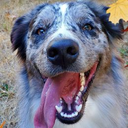 Australian Shepherds from Sweet Dreamin' Aussies