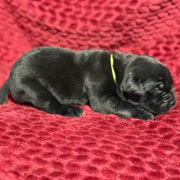 Lime Collar R - Black male Cane Corso puppy in Paris, Texas from Knucklehead Cane Corso