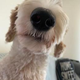 Assorted Doodle Crosses, Australian Labradoodle, Goldendoodle, and Newfoundland Puppies from Twin Sisters Doodles