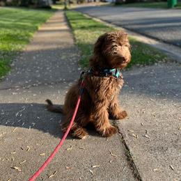 Aussiedoodle All Grown Up from Aspen Mountain Doodles LLC
