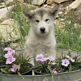 Alaskan Malamute puppies from Ghost Dance Alaskan Malamutes