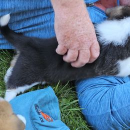 Pembroke Welsh Corgi Puppies from Enchanted Corgis