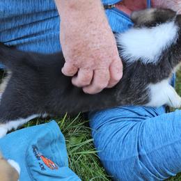 Pembroke Welsh Corgi Puppies from Enchanted Corgis