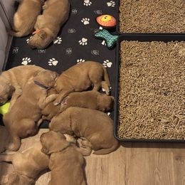 Golden Retrievers from Brilliant Golden Furry Tails