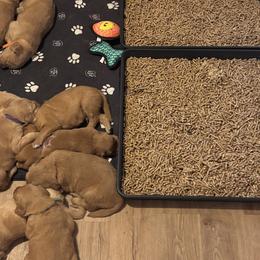 Golden Retrievers from Brilliant Golden Furry Tails