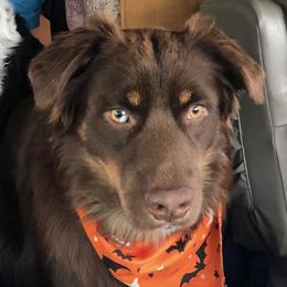 Koda - Australian Shepherd