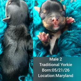 Boy 2 - male Yorkshire Terrier puppy in Waldorf, Maryland from Bitter Sweet Yorkies