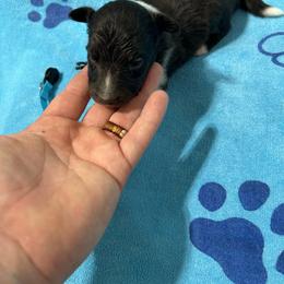 Blue - Black and white male Shetland Sheepdog puppy in Fontanelle, Iowa from Jensen Farms Shelties