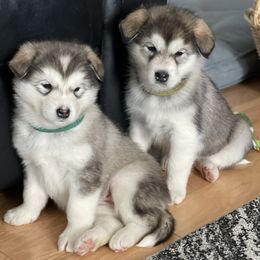 Alaskan Malamute puppies from Illusion Kennel