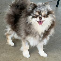 Maple - Pomeranian