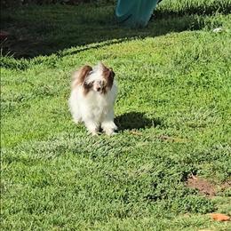 Daylon - White and chocolate male Chinese Crested puppy in Amarillo, Texas from Victoria's Chinese Cresteds Long Star Angels