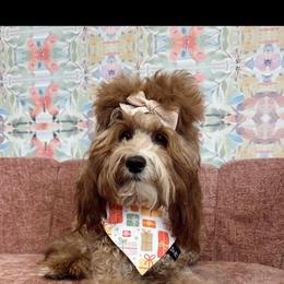 Goldendoodle Puppies from Graystone Doodles
